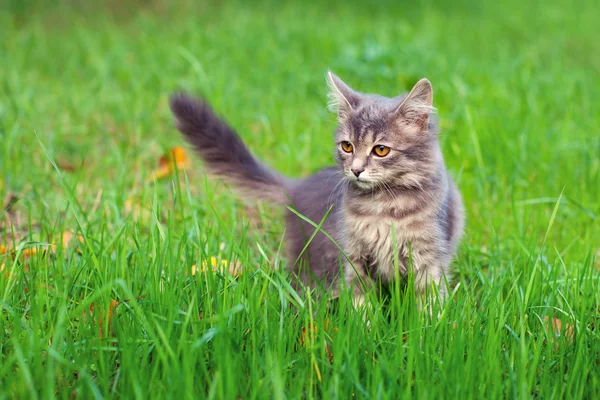 Kočka na zeleném trávníku — Stock fotografie