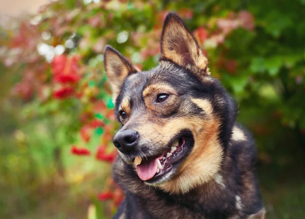 Retrato de perro — Foto de Stock