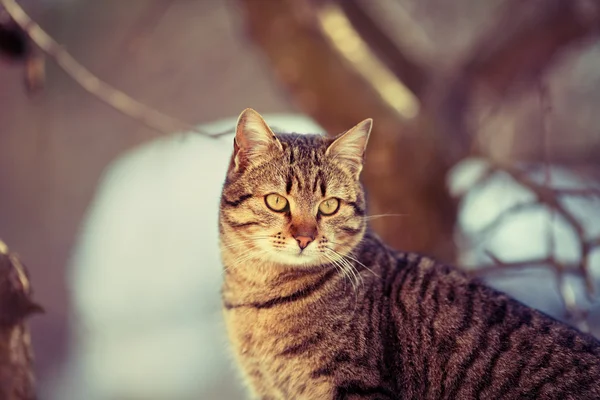 Katzenporträt — Stockfoto