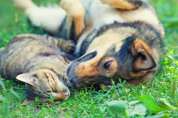 Köpek ve kedi birlikte yalan — Stok fotoğraf