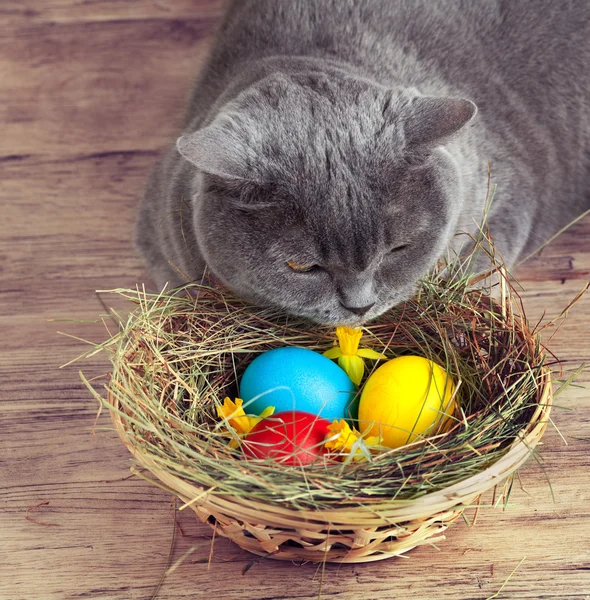Gato com ovos coloridos — Fotografia de Stock
