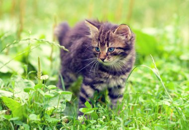 Sevimli küçük kedi yavrusu çimen