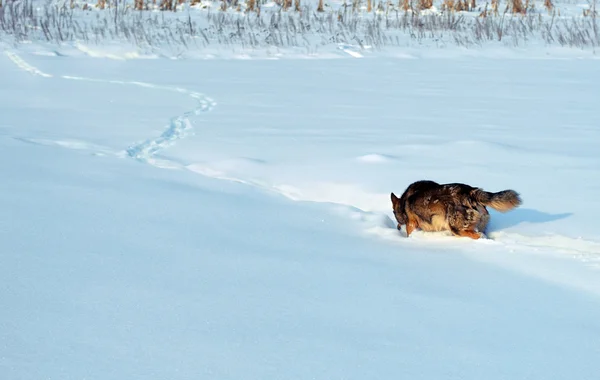 Running in deep snow — Stock Photo, Image