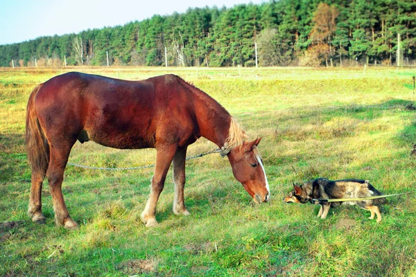 Hest og hund – stockfoto