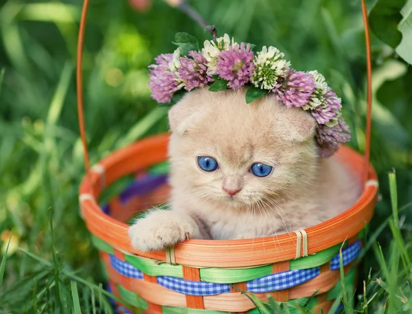 Söt kattunge i korg — Stockfoto