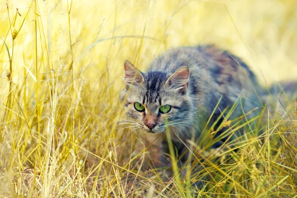 Caça do gato na grama — Fotografia de Stock