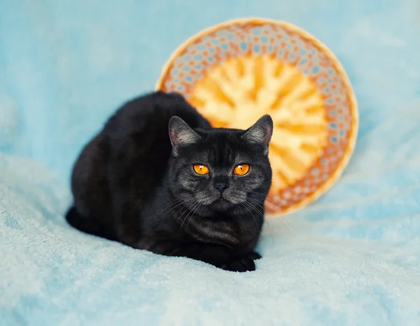 Cute cat on blanket — Stock Photo, Image