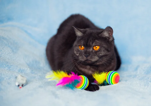 Lindo gato con manta —  Fotos de Stock