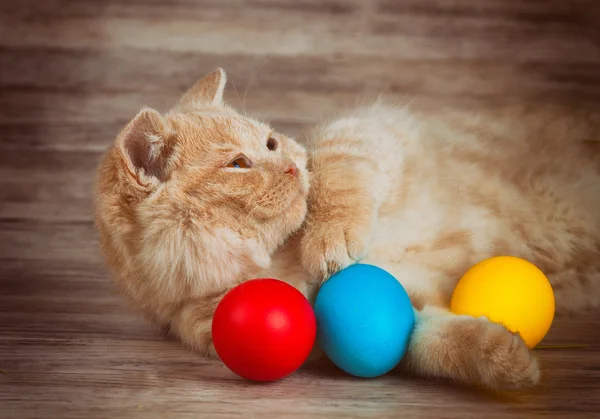 小猫，彩蛋 — 图库照片