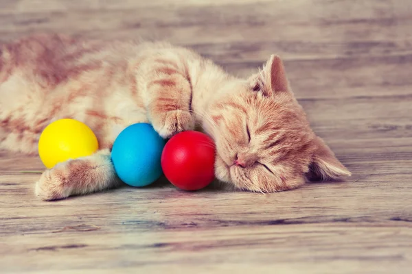 Kitten with colored eggs — Stock Photo, Image