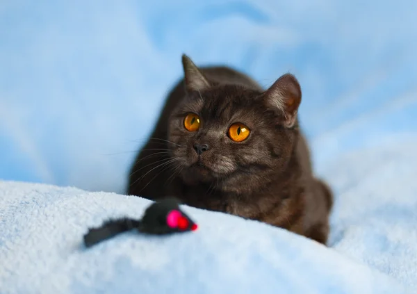 Lindo gato en manta —  Fotos de Stock