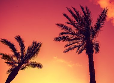 Tropic palmiye ağaçları
