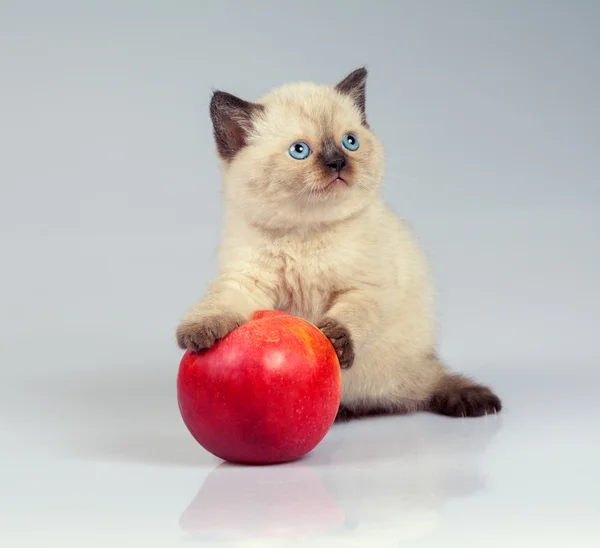 Gatito con manzana roja — Foto de Stock