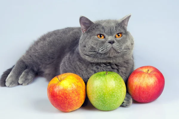 Gato con manzanas coloridas — Foto de Stock