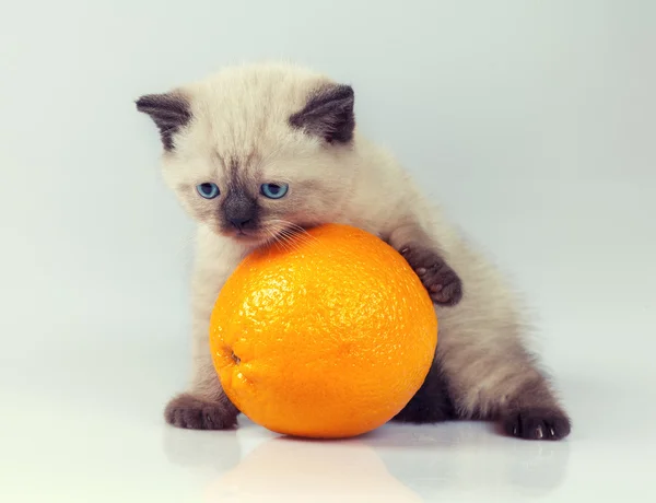Kätzchen mit Orange — Stockfoto
