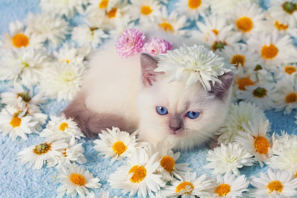 Kattunge på blommor — Stockfoto