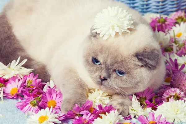 Kätzchen auf den Blumen — Stockfoto