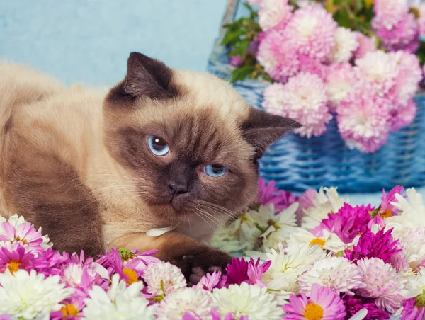 Siamese kat op de bloemen — Stockfoto