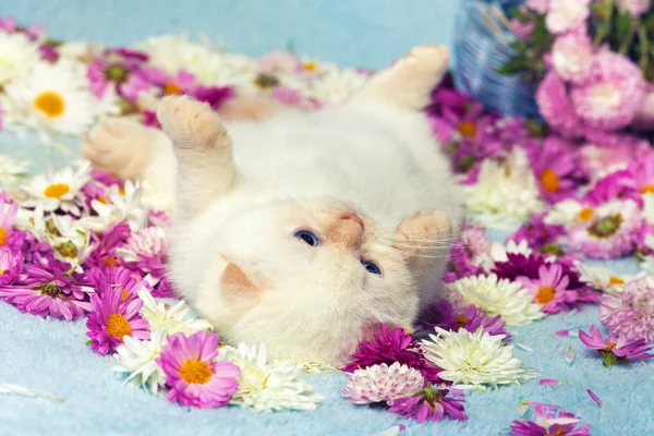 Niedliches Kätzchen auf den Blumen — Stockfoto