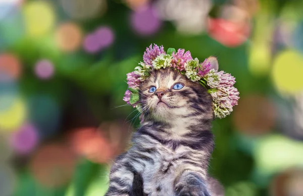 Kitten with clover wreath — Stock Photo, Image