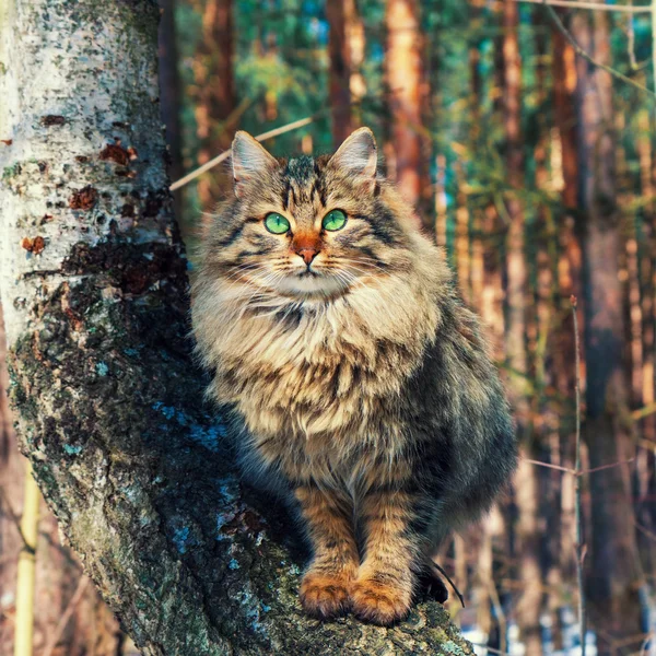 西伯利亚猫在树上 — 图库照片