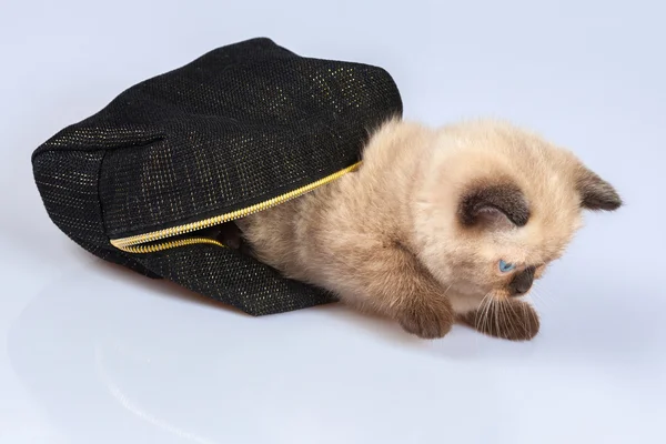 Cute little siamese kitten — Stock Photo, Image