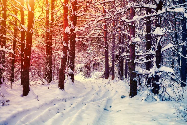 Сосна зимовий ліс — стокове фото