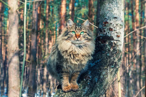 Сибірський кіт у лісі — стокове фото