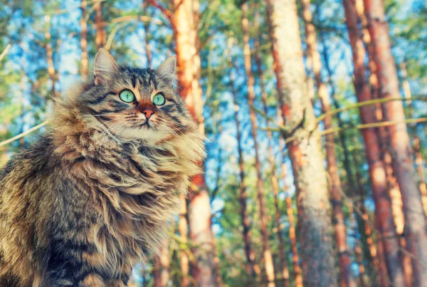 Sibirische Katze im Wald — Stockfoto
