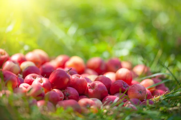 Red apples on grass — Stock Photo, Image