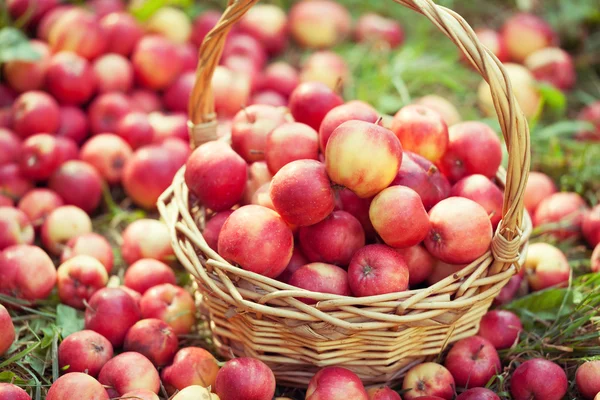 Kırmızı elmalı sepet — Stok fotoğraf