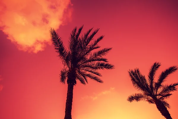 Palm trees silhouettes over sky at purple sunset light