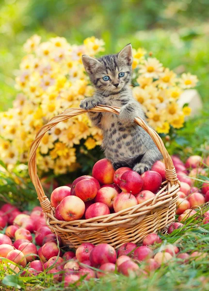 Kotek z koszem jabłek — Zdjęcie stockowe