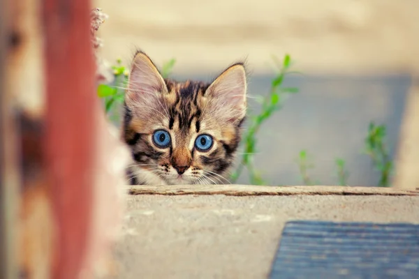 Gattino carino in cortile — Foto Stock