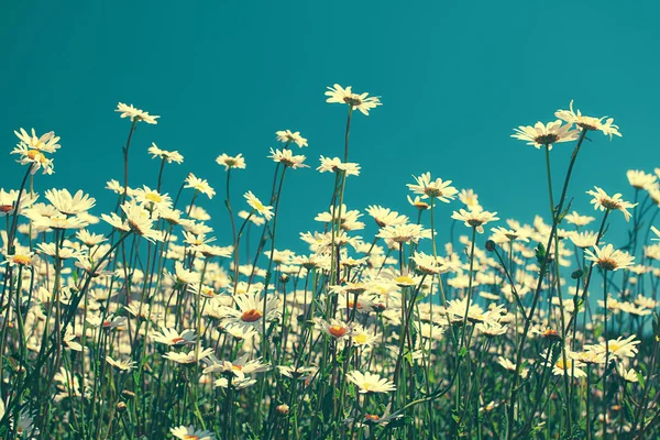 上空でカモミールの花 — ストック写真