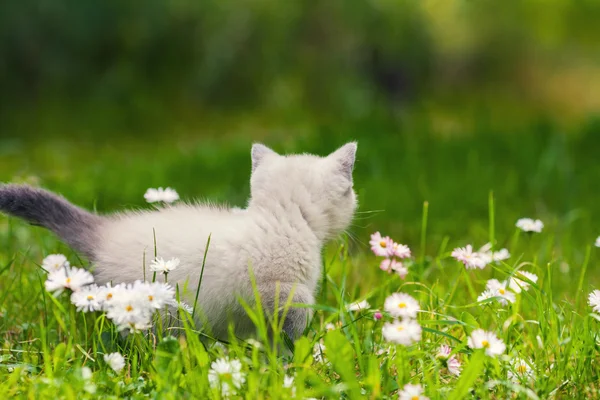 Gatinho siamês no gramado — Fotografia de Stock