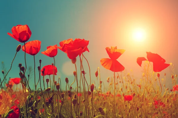 Sunset over poppies in field — Stock Photo, Image