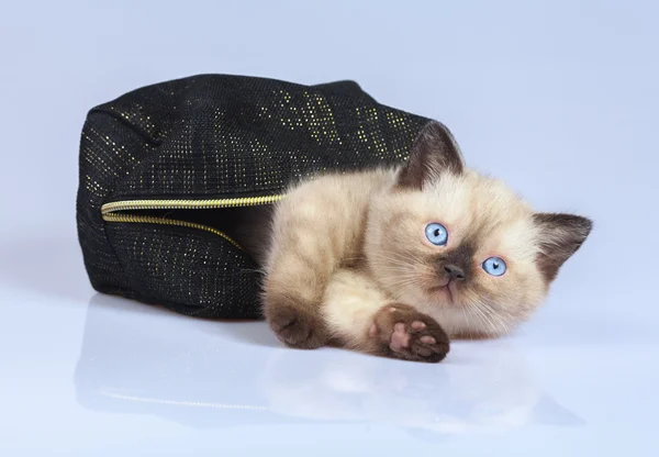 Gatinho siamês bonito — Fotografia de Stock