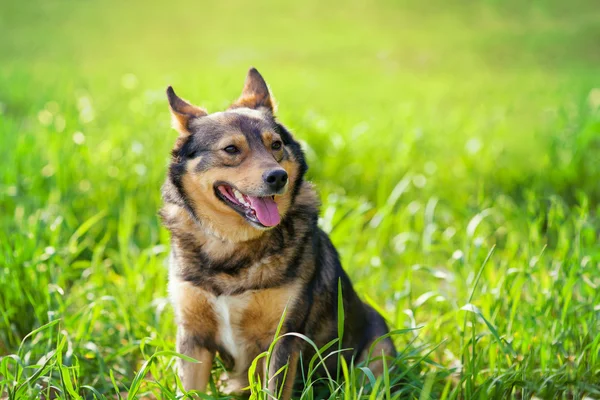 Dog on green lawn — Stock Photo, Image