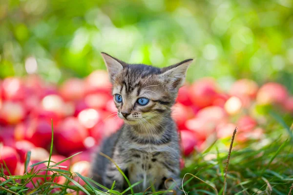 Gatinho bonito com maçãs — Fotografia de Stock