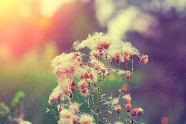 Natural autumn dandelions — Stock Photo, Image