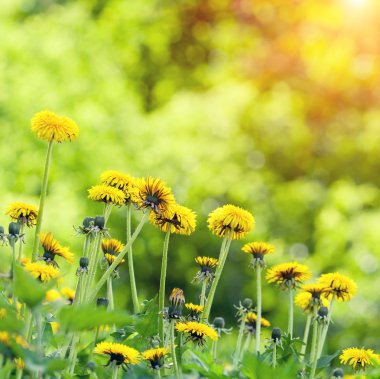 Dandelions çim arka plan