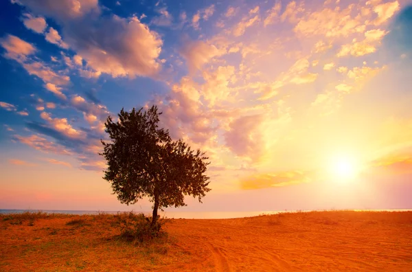 Einzelner Baum am Strand — Stockfoto