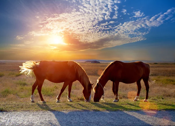 Chevaux broutant dans la prairie — Photo