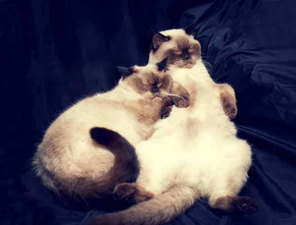 シャム猫の睡眠 — ストック写真