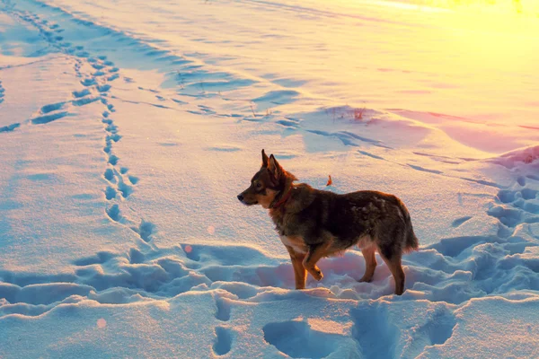 Perro en campo nevado — Foto de Stock