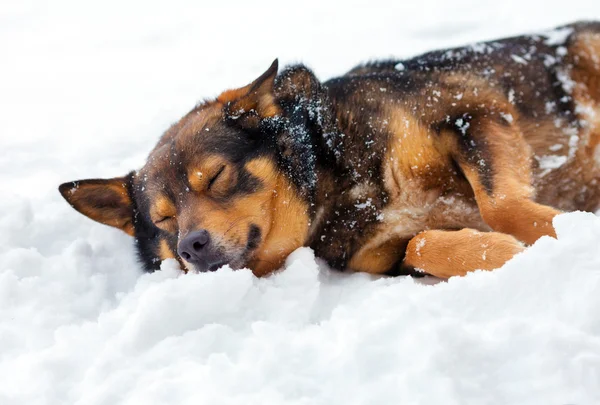 Perro descansando en la nieve — Foto de Stock
