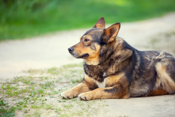 道路に座っている犬 — ストック写真