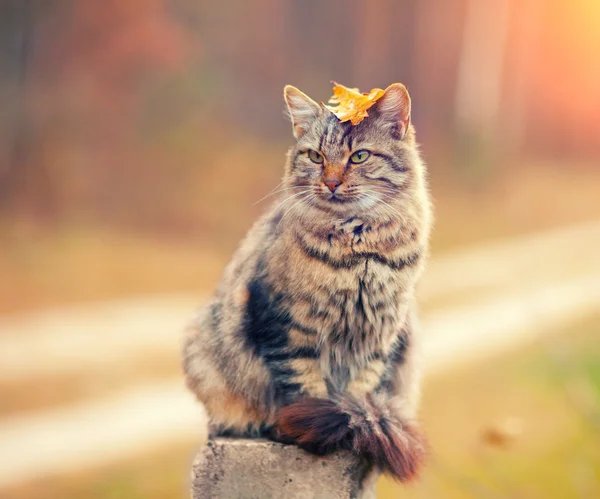 Сибирский кот на посту — стоковое фото