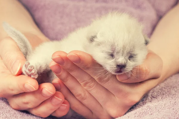 White newborn kitten — Stock Photo, Image